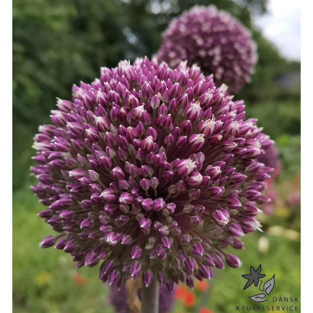 Prydlg Summer Drummer