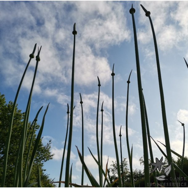 Prydlg Summer Drummer