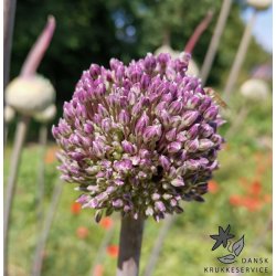 Prydlg Summer Drummer