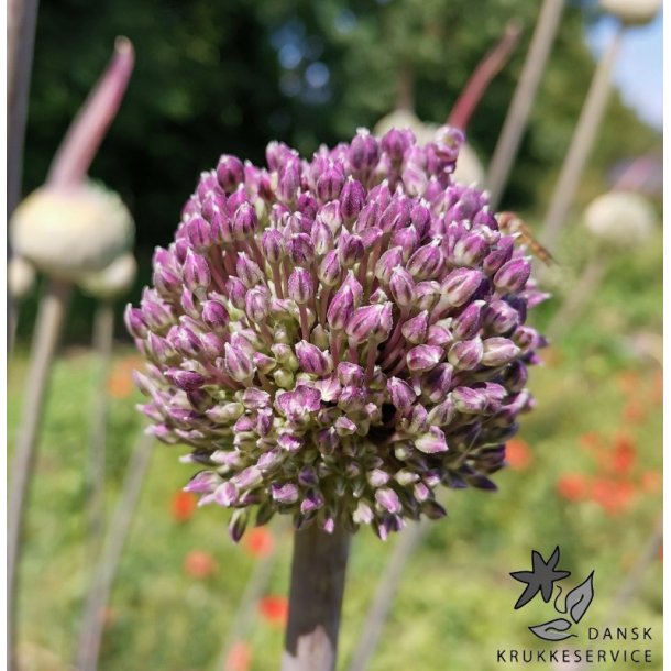 Prydlg Summer Drummer