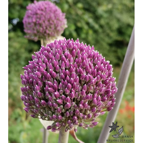 Prydlg Summer Drummer