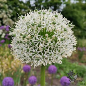 Prydl�g White Giant