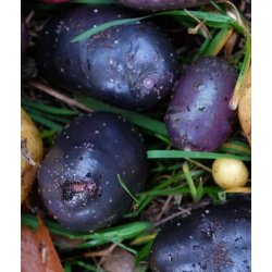 Purple Rain Lggekartofler 1,5 kg