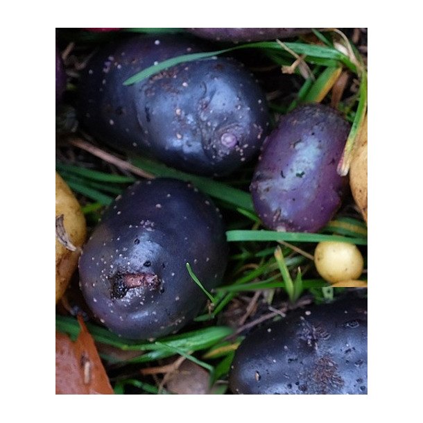 Purple Rain Lggekartofler