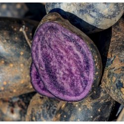 Purple Rain Lggekartofler 1,5 kg