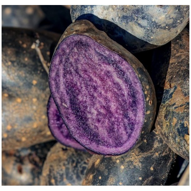 Purple Rain Lggekartofler 1,5 kg