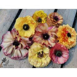 Ranunkel Picotee Caf�