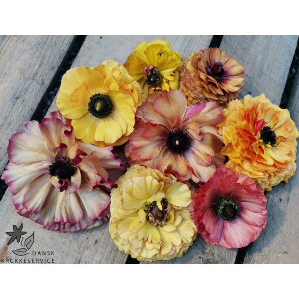 Ranunkel Picotee Caf�