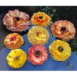 Ranunkel Picotee Caf�