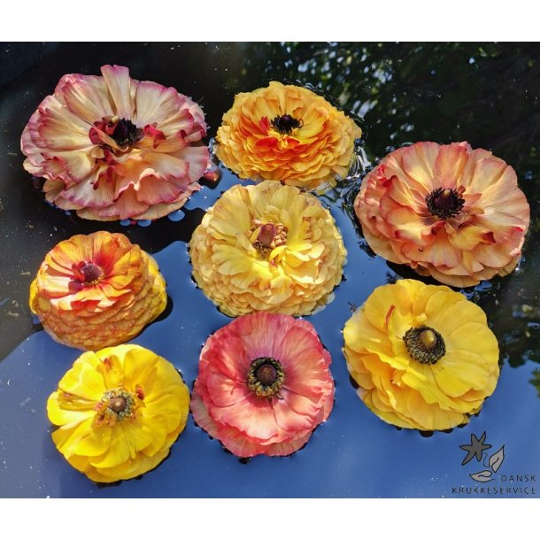 Ranunkel Picotee Caf�