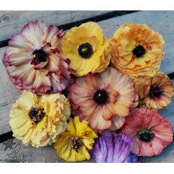 Ranunkel Picotee Caf�