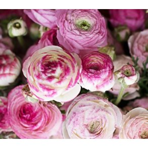 Ranunkel Picotee Pink & White