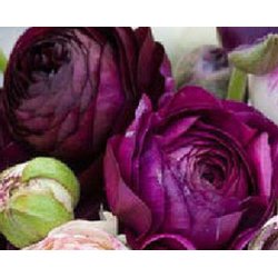 Ranunkel Tomer Purple