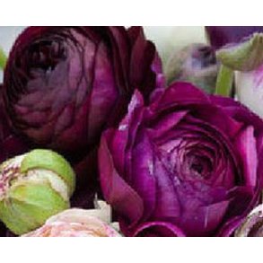 Ranunkel Tomer Purple