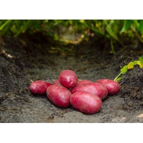 Red Bullet Lggekartofler 1,5 kg