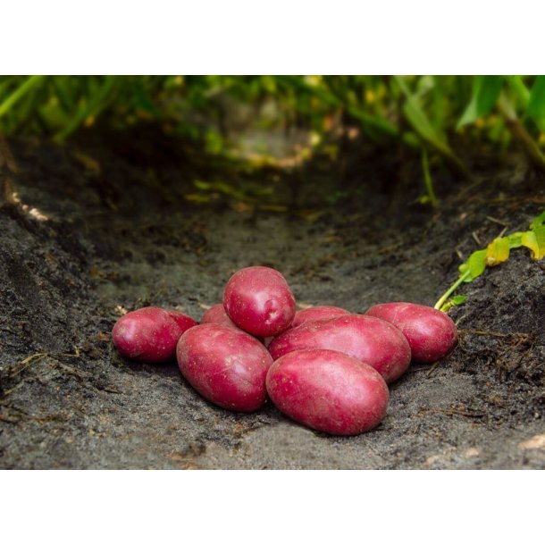 Red Bullet Lggekartofler 1,5 kg