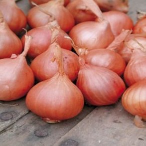 Sttelg Red Sun, skalotte