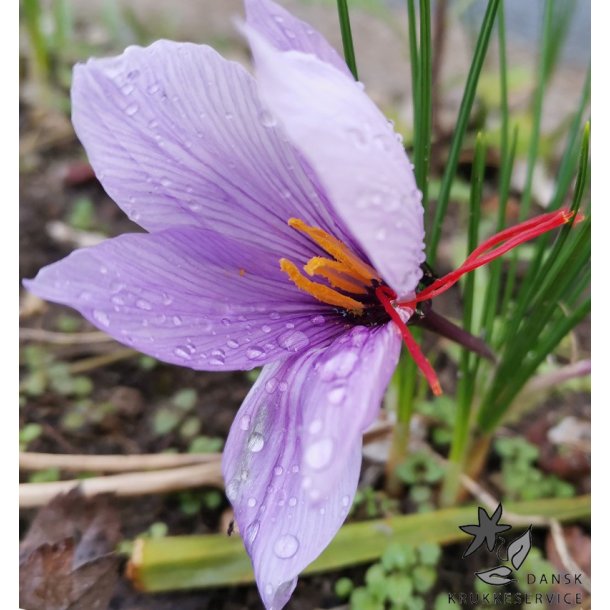 SafranKrokus - Crocus sativus