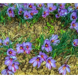 SafranKrokus - Crocus sativus