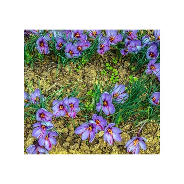 SafranKrokus - Crocus sativus
