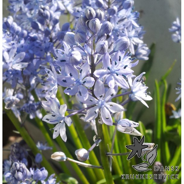 Scilla Litardierei Amethystina
