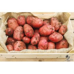 Senna Lggekartofler 1,5 kg