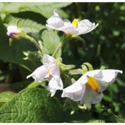 Senna Lggekartofler 1,5 kg