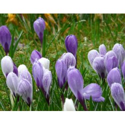 Spring Sky Krokusblanding