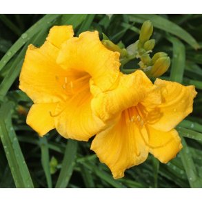 Daglilje Stella d'Oro