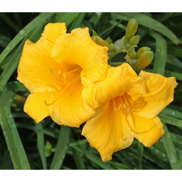 Daglilje Stella d'Oro