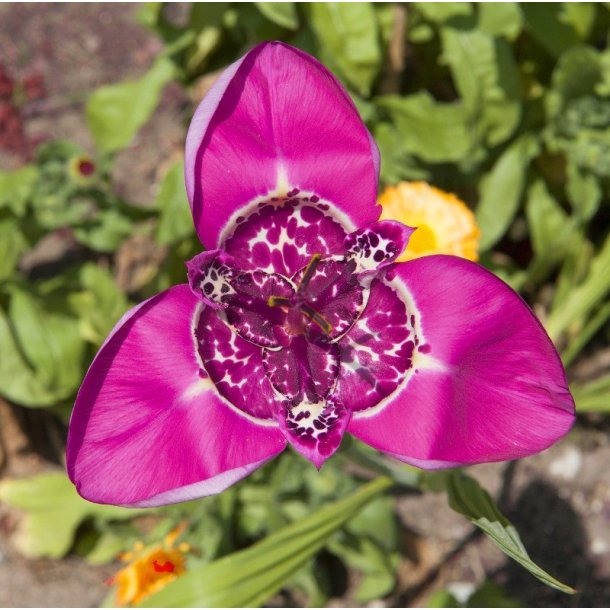 Tigridia, Lilacea