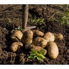 Tinca Lggekartofler, ko sk med 10 kg