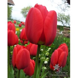 Tulipan Apeldoorn