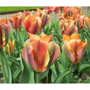 Tulipan Artist
