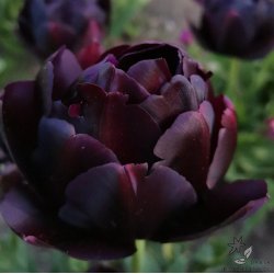 Tulipan Black Hero