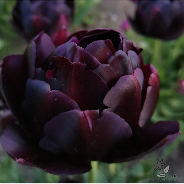 Tulipan Black Hero