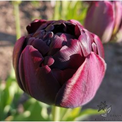 Tulipan Black Hero