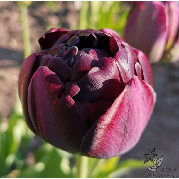 Tulipan Black Hero