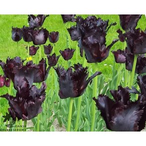 Tulipan Black Parrot