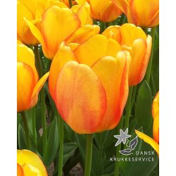 Tulipan Blushing Apeldoorn