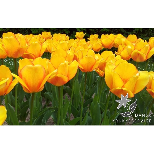 Tulipan Blushing Apeldoorn