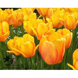 Tulipan Blushing Apeldoorn