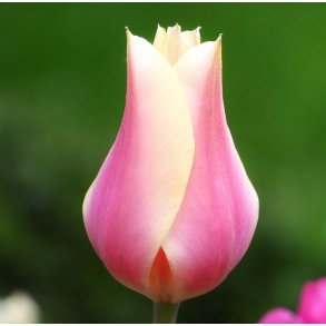 Tulipan Blushing Beauty