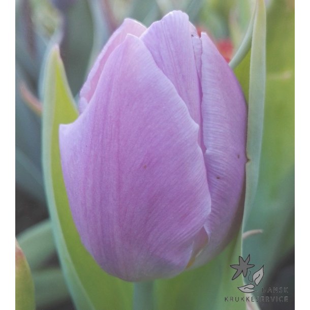 Tulipan Candy Prince