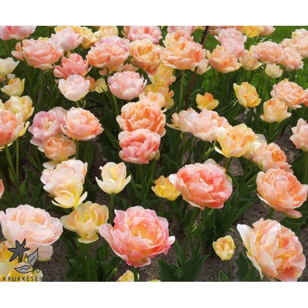 Tulipan Charming Lady