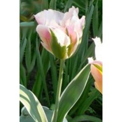 Tulipan China Town