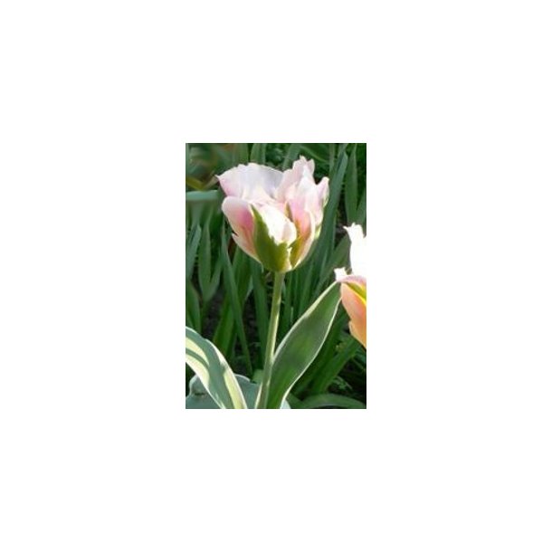 Tulipan China Town
