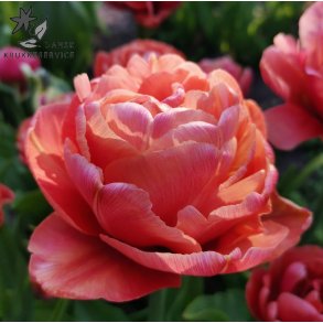 Tulipan Copper Image