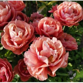 Tulipan Copper Image