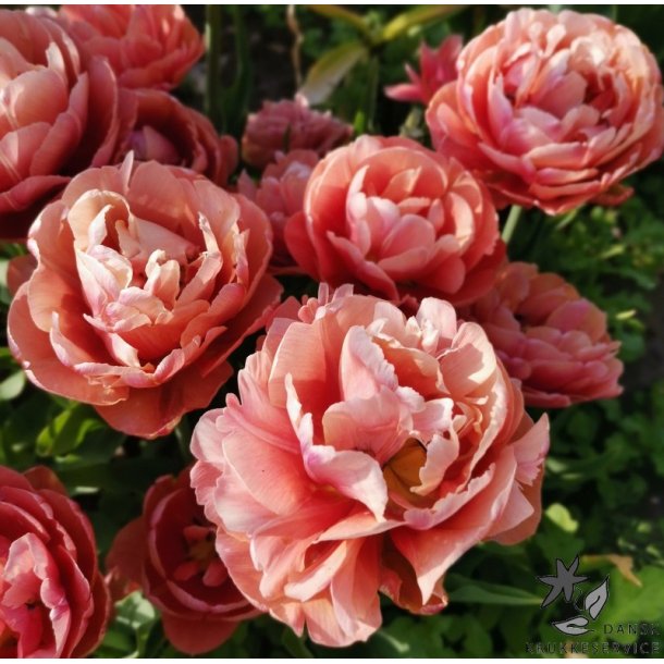 Tulipan Copper Image